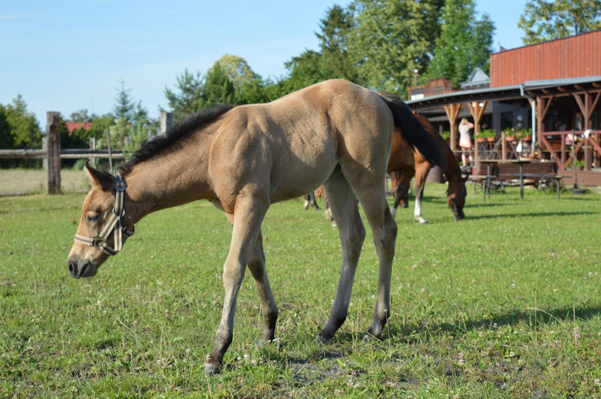 Bubla City Ranch Kopřivnice Dış mekan fotoğraf